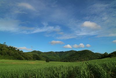 Scenic view of agricultural field against sky