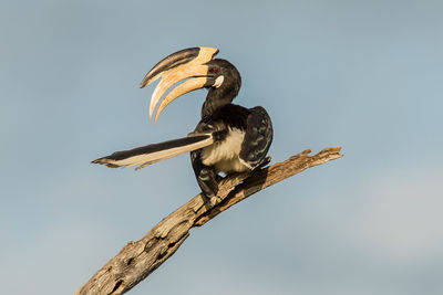 Low angle view of bird perching on branch against sky