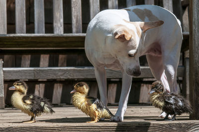 View of an animal, dog, ducklings, animal baby 