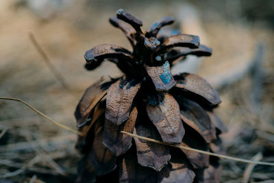 High angle view of dry leaves on field
