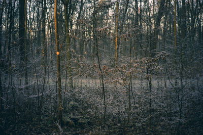 Bare trees in forest