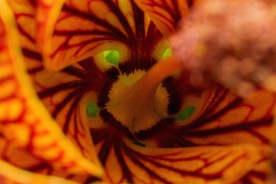 Full frame shot of orange flower