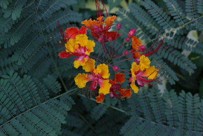 Close-up of yellow flowers blooming outdoors