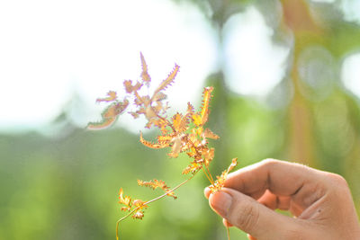 Close-up of hand holding flowering plant