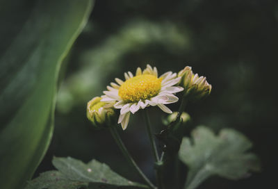 Close-up of yellow flowering plant