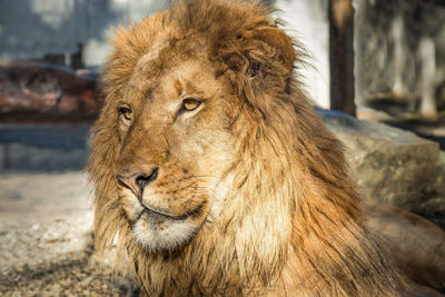 Lion looking away at zoo