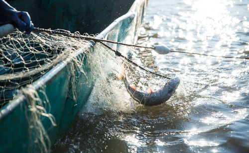 High angle view of fish caught in net