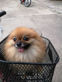 Cute dog in basket