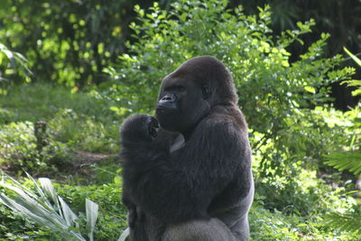 Monkey sitting in a forest