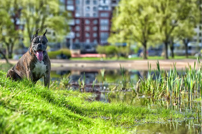 Dog in grass