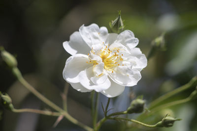 Close-up of white flowering plant