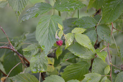 Close-up of pink flowers