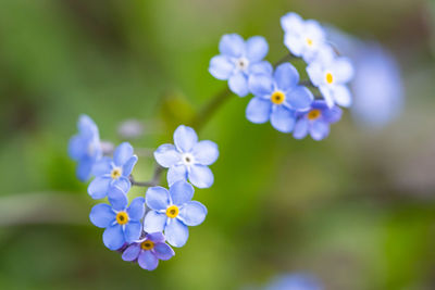 Close-up of purple flowering plants