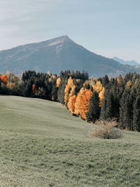 Scenic view of trees on field against sky