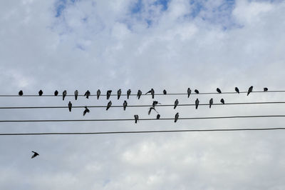 Low angle view of birds perching on cable against sky