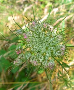 Close-up of flowers