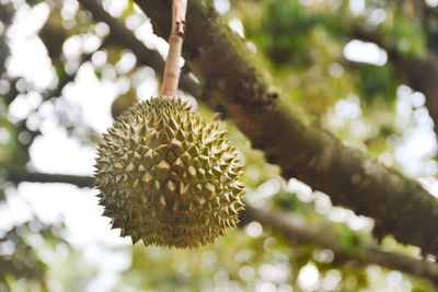 Fresh durian fruit on tree