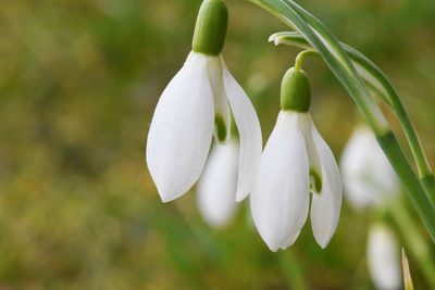 Close-up of white flower