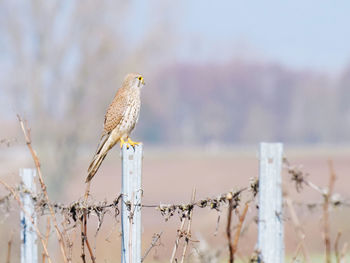 Bird perching on wooden post