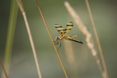 Close-up of dragonfly on grass