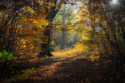 Trees in forest during autumn