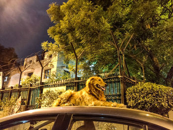 View of a dog looking through plants