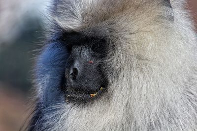 Close-up of monkey looking away