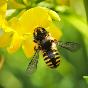 Close-up of bee pollinating on flower