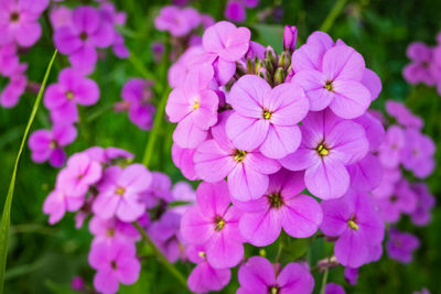 Close-up of pink flowering plant