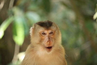 Portrait of monkey