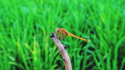 Close-up of dragonfly on plant at field