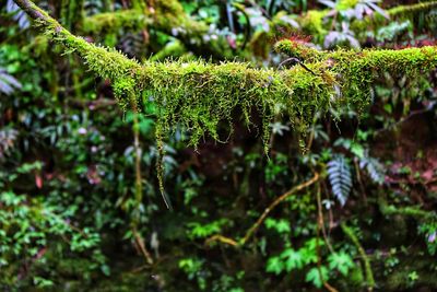 Close-up of fern growing on tree in forest