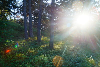 Sun shining through trees in forest