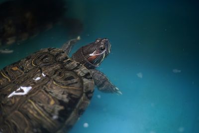 Turtle swimming in sea