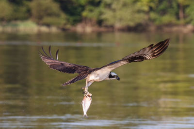 Bird flying over lake