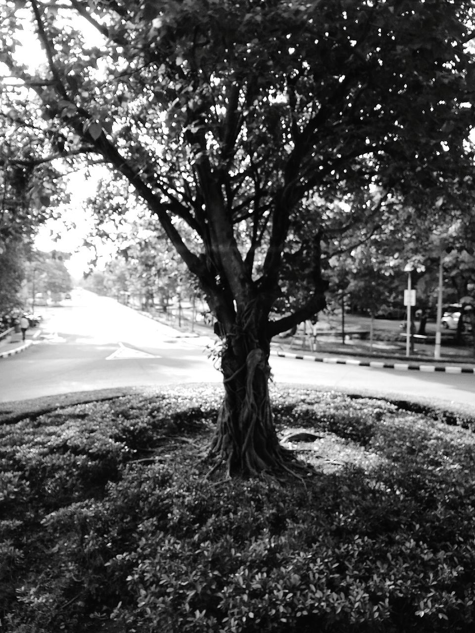 tree, tree trunk, tranquility, growth, branch, nature, tranquil scene, park - man made space, beauty in nature, footpath, treelined, road, street, shadow, scenics, day, sunlight, bare tree, outdoors, grass