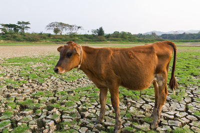 Lion standing in a field