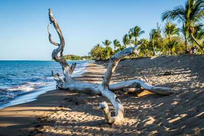 Dead tree on beach against clear blue sky