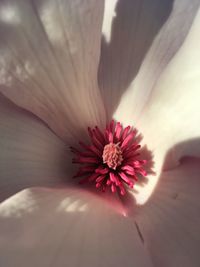 Close-up of flower