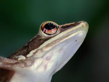 Close-up of frog