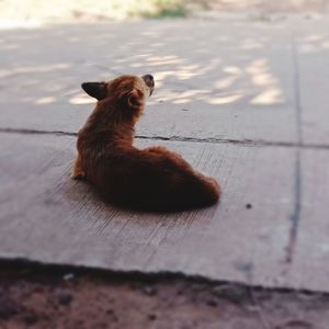 Cat sitting on floor