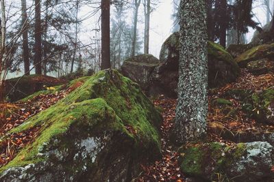 Low angle view of trees in forest