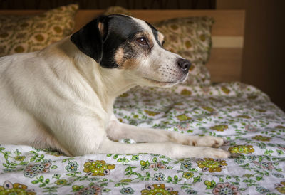 Dog sitting on bed at home