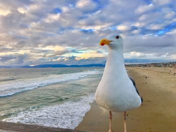 Seagull on beach