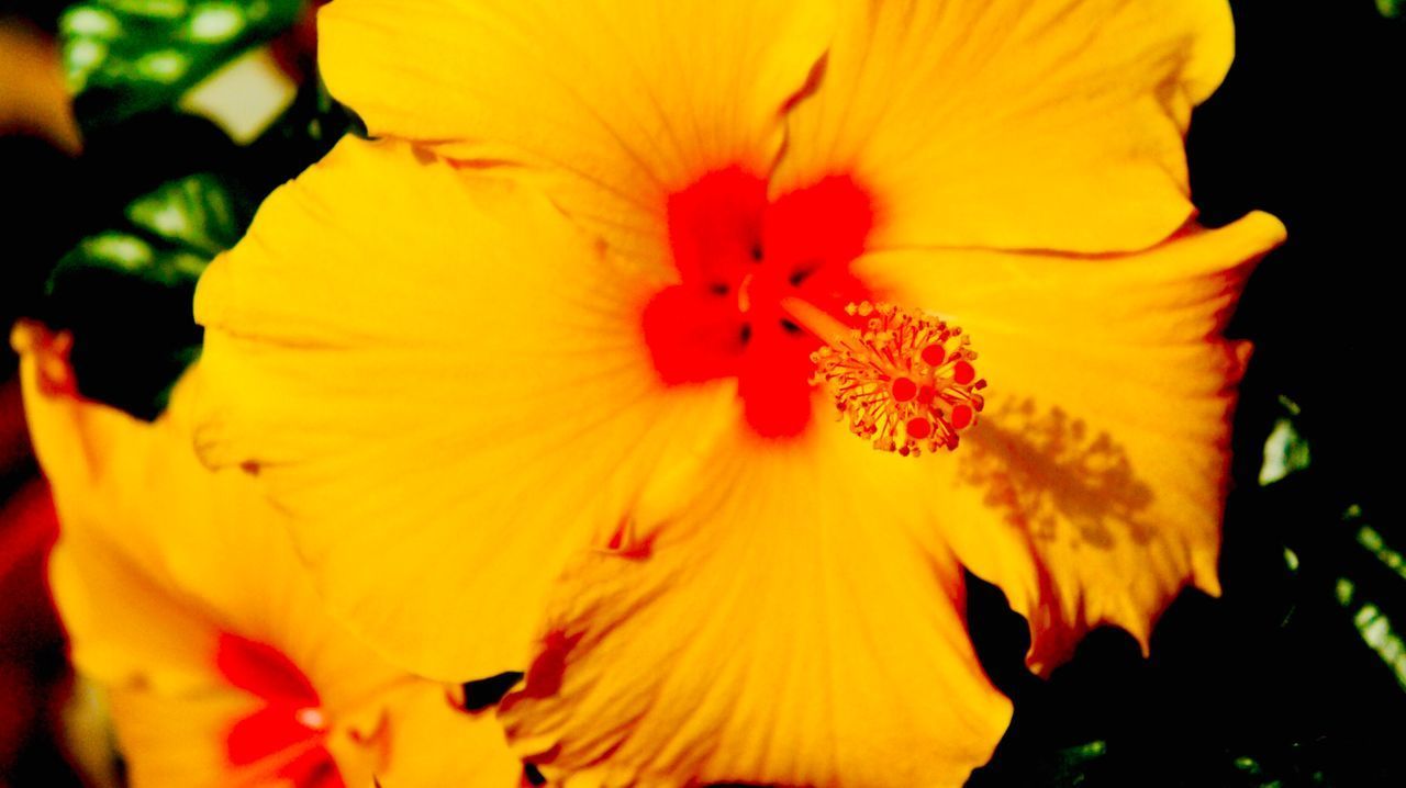 CLOSE-UP OF YELLOW HIBISCUS AGAINST BLURRED BACKGROUND