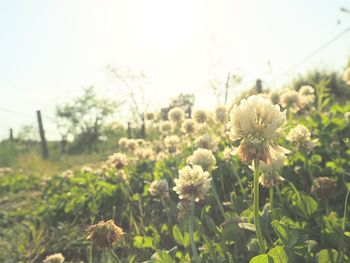 Close-up of flowering plants on field