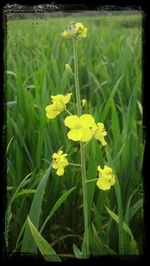 Yellow flowers blooming in field