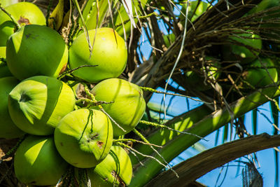 Low angle view of fruits growing on tree