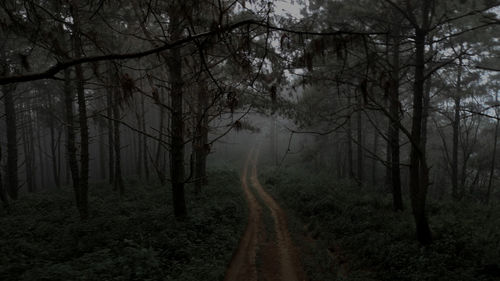 Dirt road amidst trees in forest