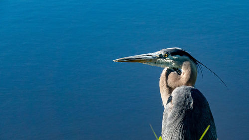 Close-up of a bird